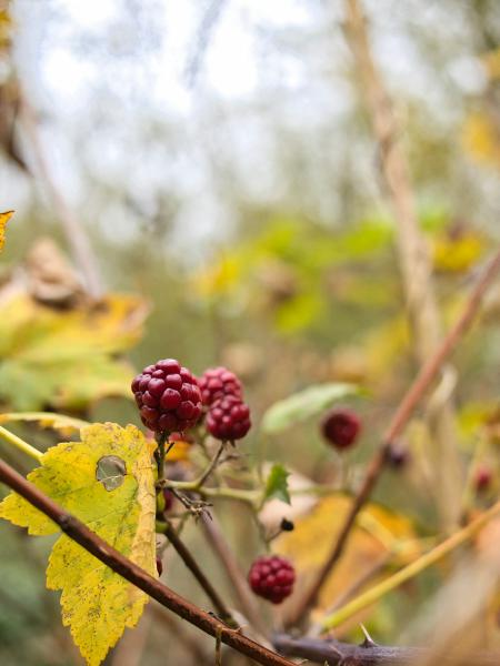 Autumn blackberry bramble