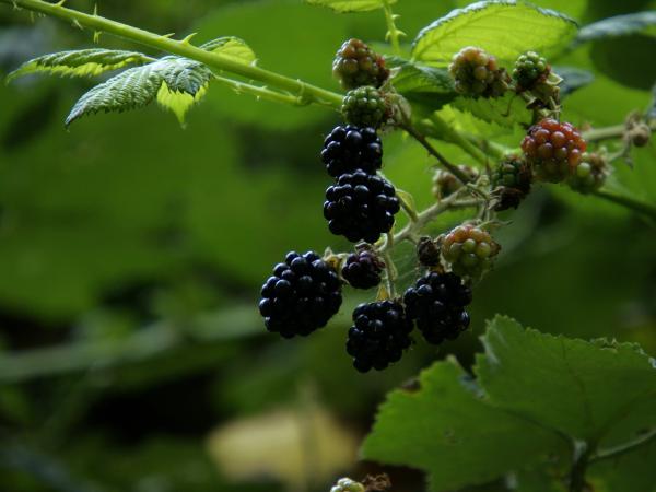 Blackberries ripening on a vine with green leaves