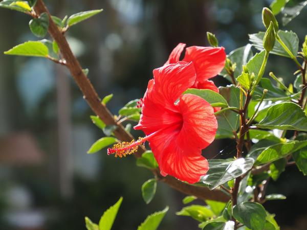 Bright red hibiscus flower on a branch