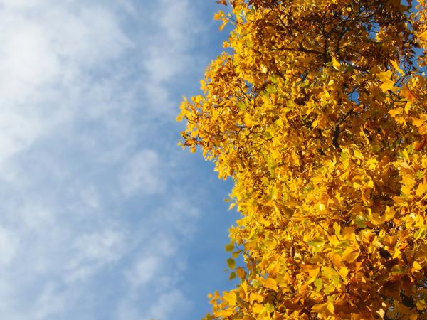 Bright yellow autumn leaves against a blue sky