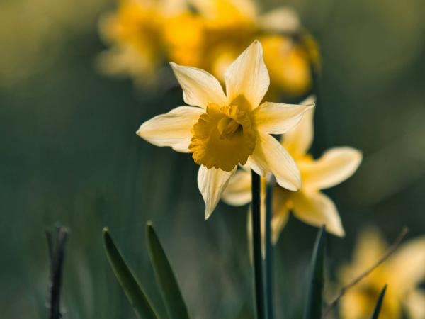 Close up of yellow daffodils blooming in spring