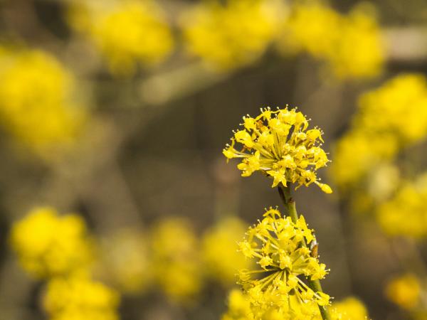 Close up of yellow flowers blooming in spring
