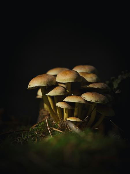 Cluster of light brown mushrooms on mossy ground