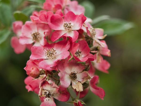 Cluster of pink and white roses withering roses