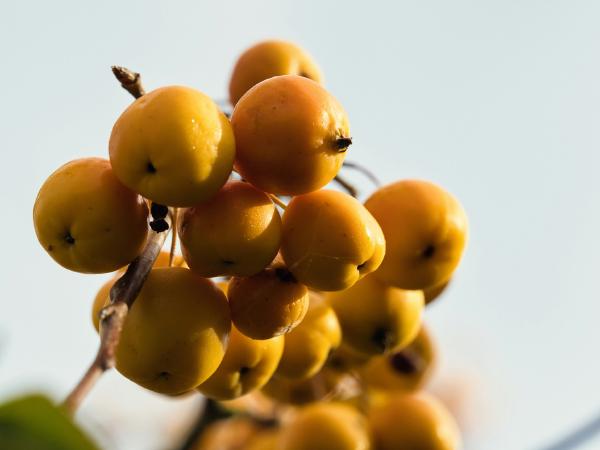 Cluster of small yellow fruits on a branch