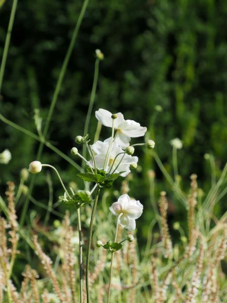 Delicate white flowers bloom against a blurred green backgro