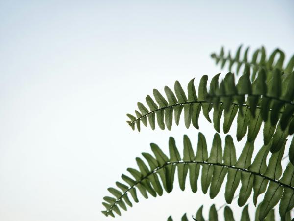 Ferns