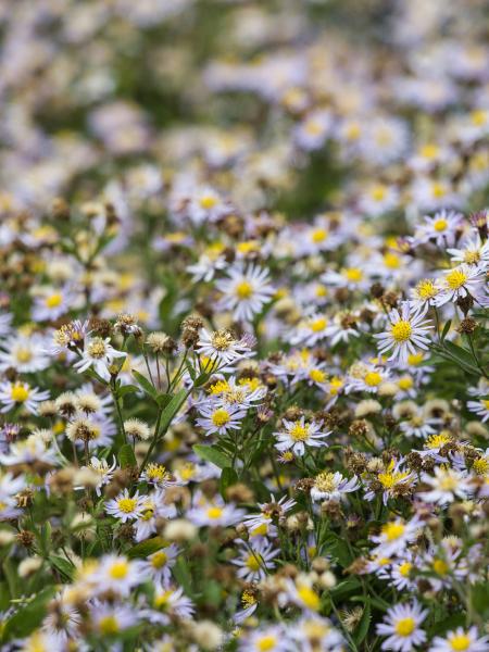 Field of small white and yellow flowers