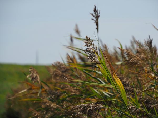 Grass wind