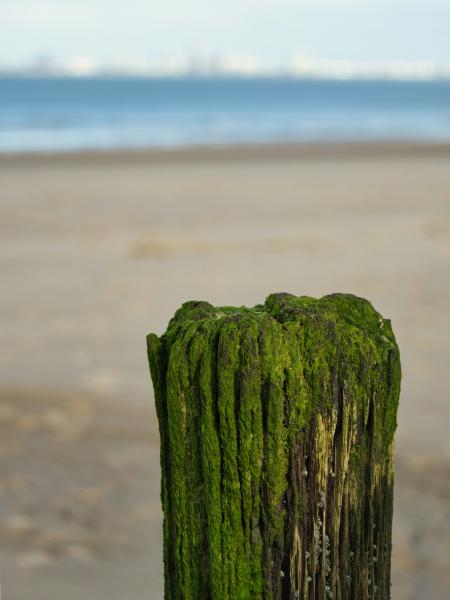 Mossy wooden post on a sandy beach with ocean background
