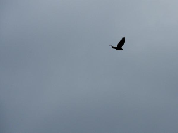Nature 3
