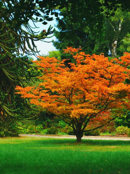 Red maple