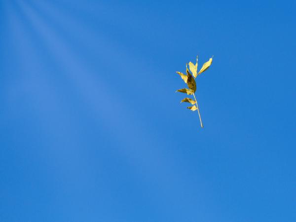 Single dried leaf floats against a bright blue sky