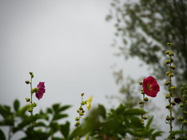 Two colorful flowers bloom against a muted sky