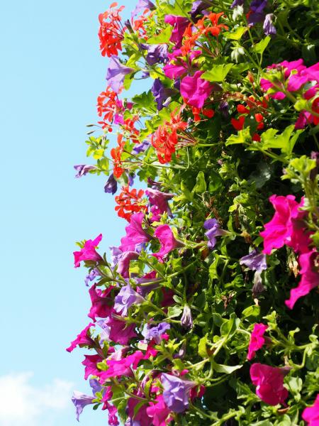 Vibrant petunias and geraniums bloom against a blue sky
