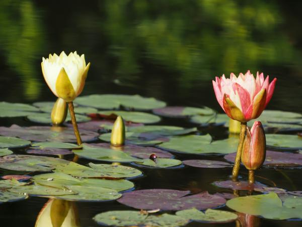Water lily pond 2