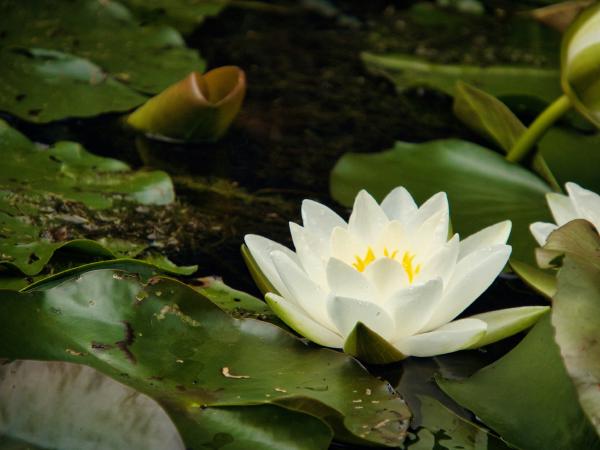 Water lily pond