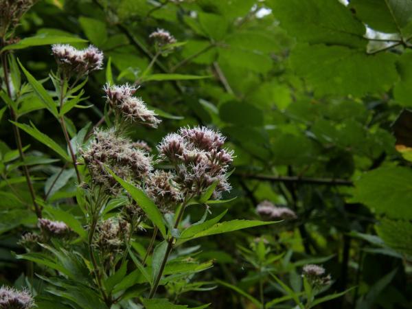 Wildflowers bloom amidst lush green foliage