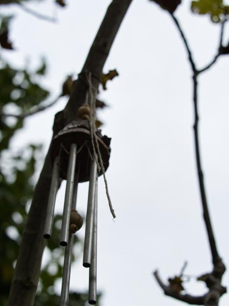 Chimes hanging from a tree branch outdoors