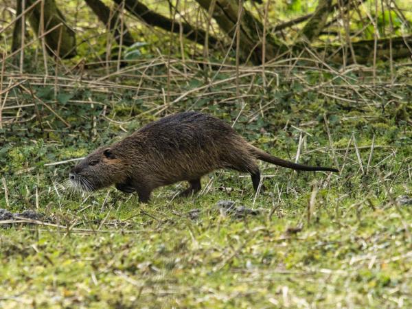 Animal wildlife