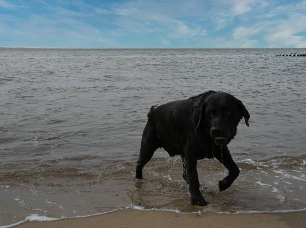Beach dog labrador