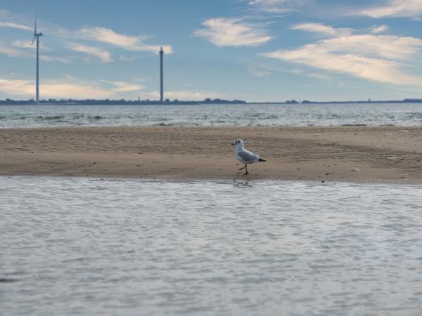 Beach seagull