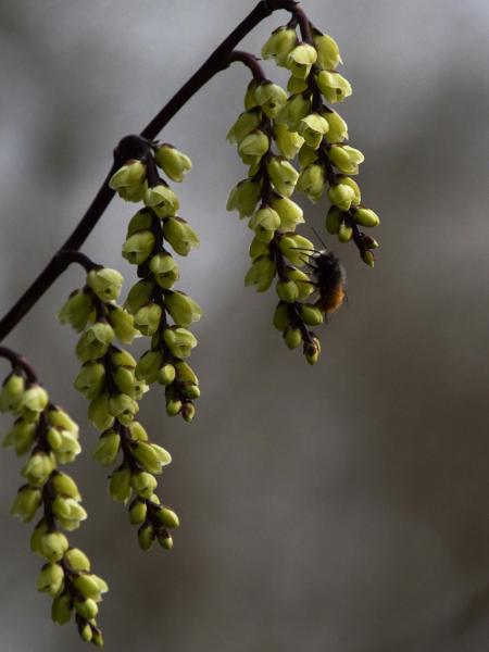 Bee collects nectar from hanging yellow flowers