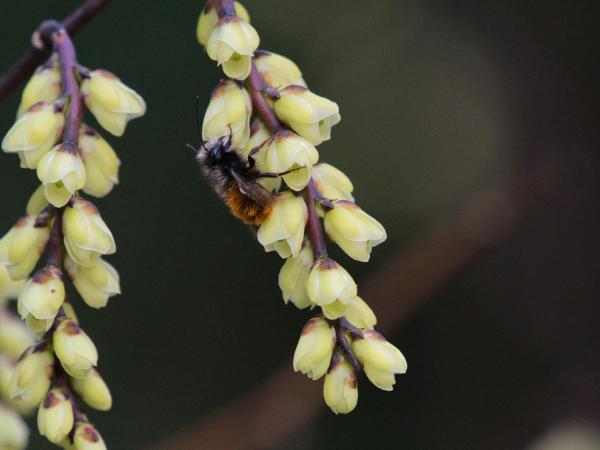 Bee collects nectar from yellow catkins on a branch