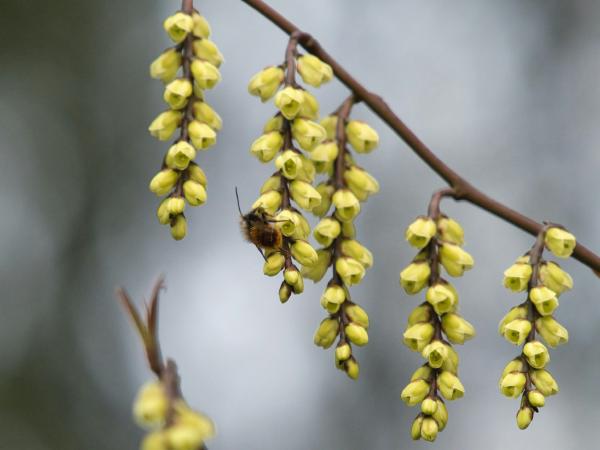 Bee collects nectar from yellow flowers on a branch