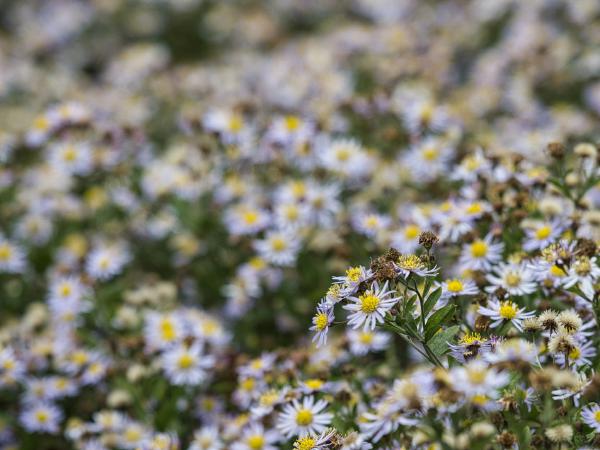 Bees collecting nectar from small white flowers