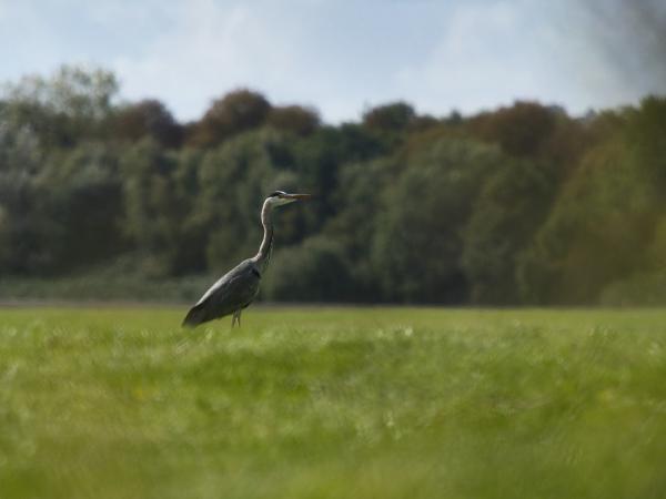 Bird heron