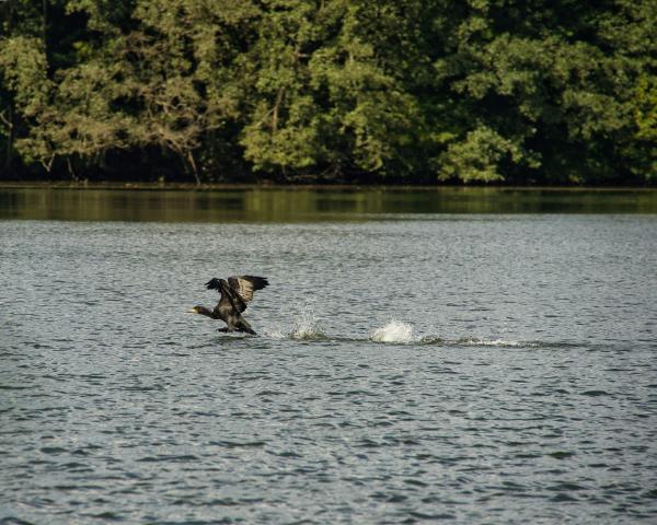 Bird lake