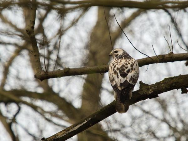 Bird wildlife