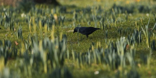 Black bird foraging in a grassy field