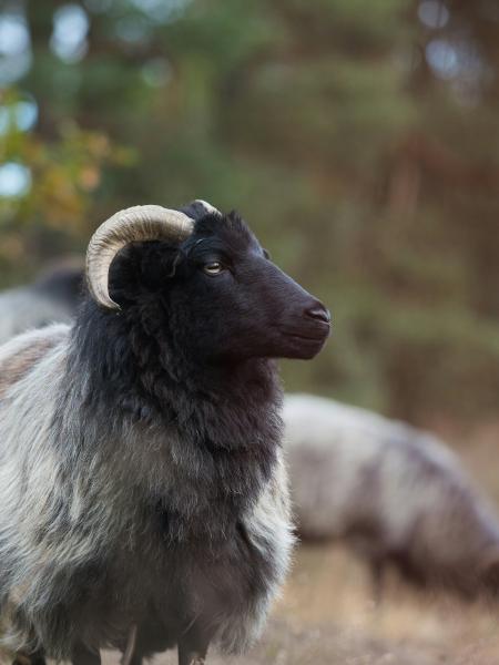 Black faced sheep with large horns stands in a field