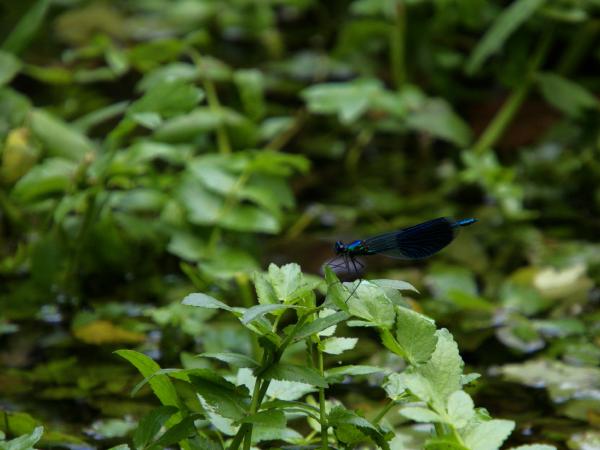 Blue dragonfly