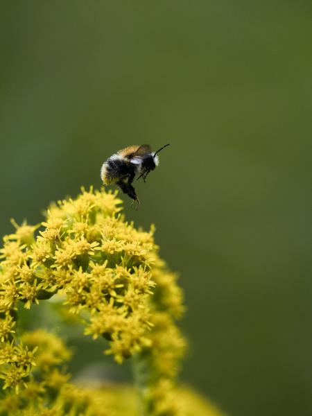 Bumblebee hovers above yellow wildflowers