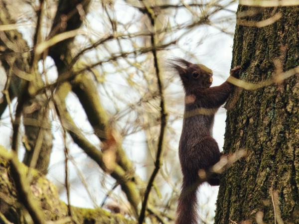 Dark brown squirrel climbing a tree trunk