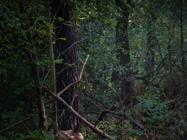 Deer in forest