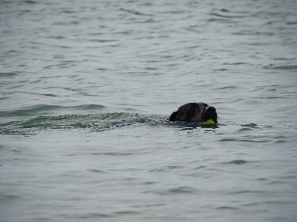 Dog swims in the water with a ball