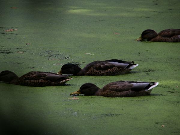 Ducks eating duckweed