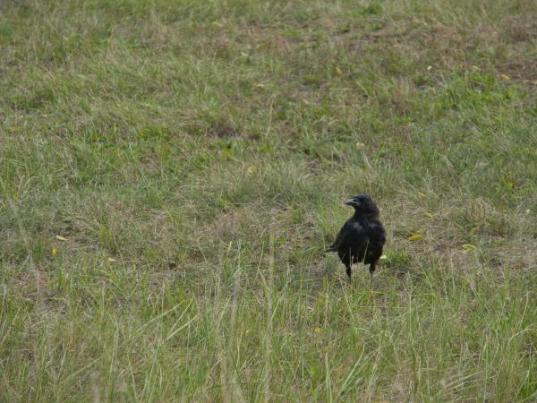 Field crow