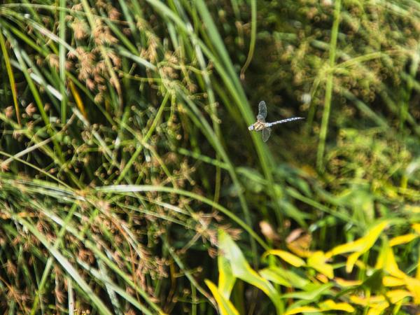 Insect dragonfly