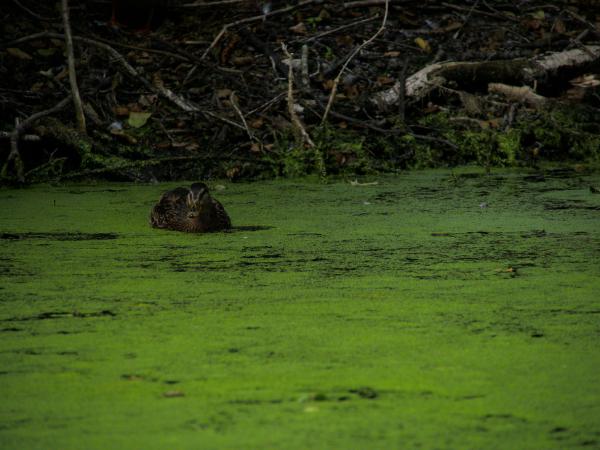 Lake duck duckweed