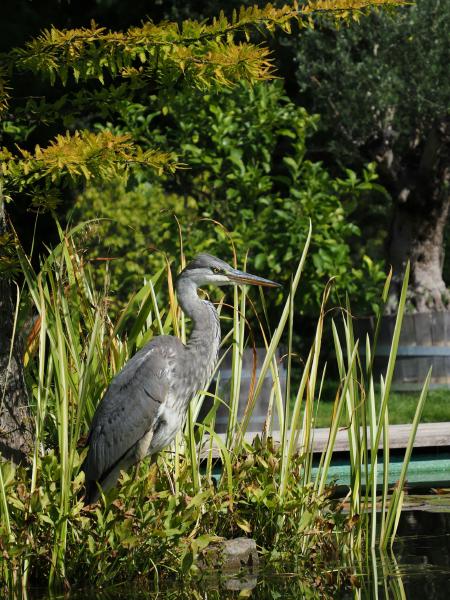 Pond heron