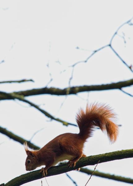 Red squirrel perched on a tree branch