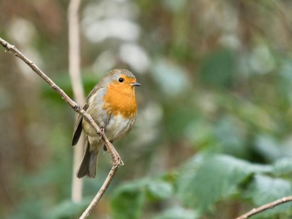 Robin perched on a thin branch