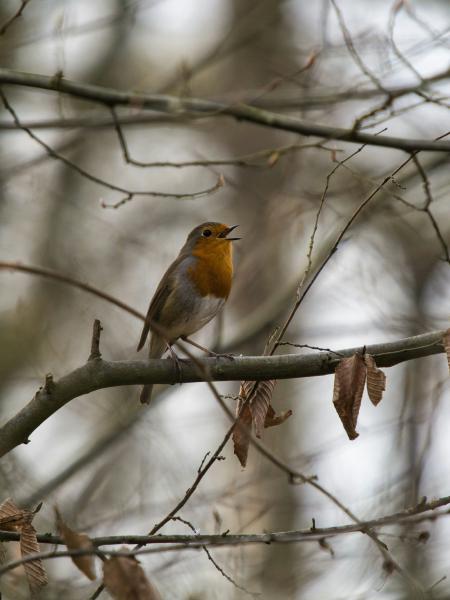 Robin perched on a tree branch singing