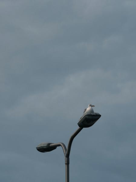 Seagull rests on a street lamp