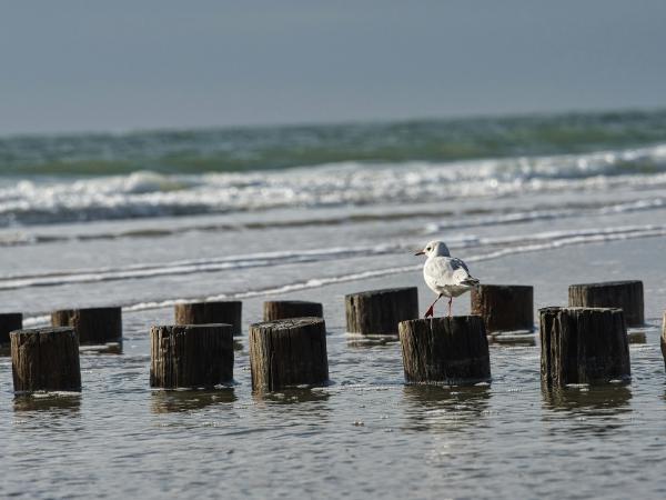 Seagull stands on wooden posts at the beach